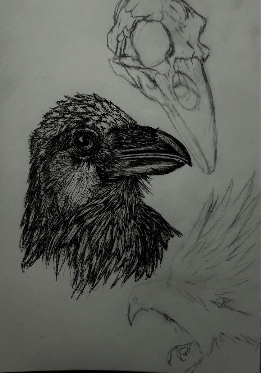 kxkxbinks's tweet photo. Birds 👨🏻‍🎨 https://t.co/Q781RJsoVA
