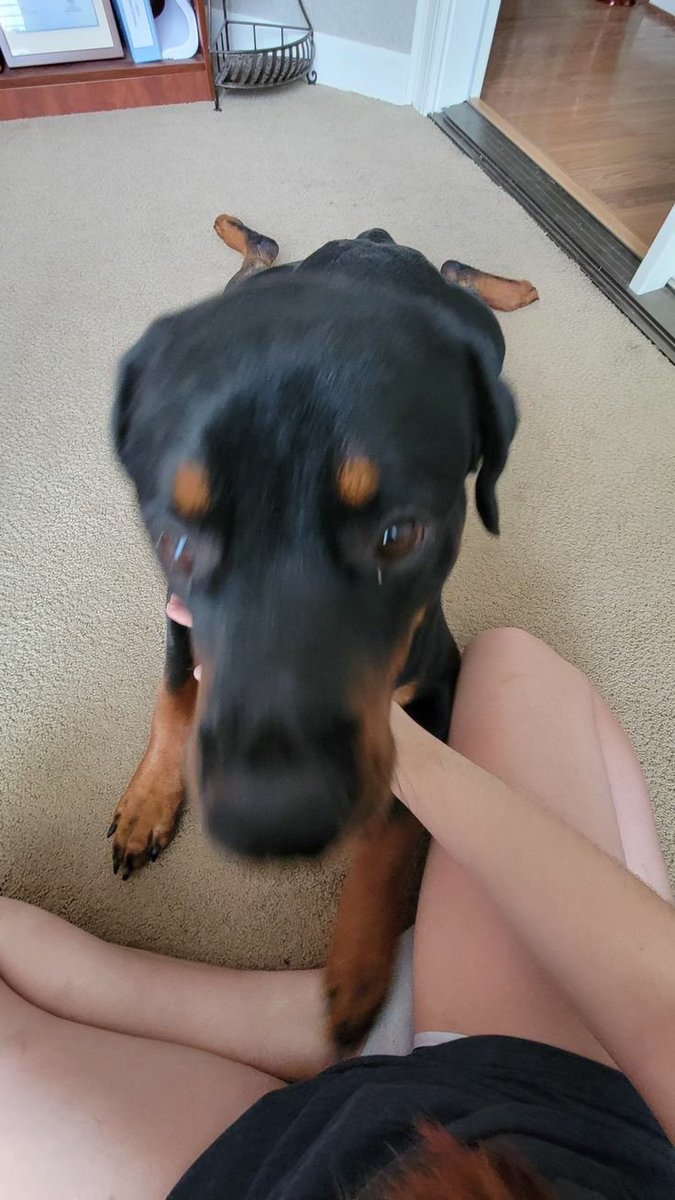 dumex1467611's tweet photo. You’re looking at the surface.
Private has the rest.
Link in bio
#dogs #K9 #USA
https://t.co/cw4cvApPDh… https://t.co/Dlk9QcWW4u