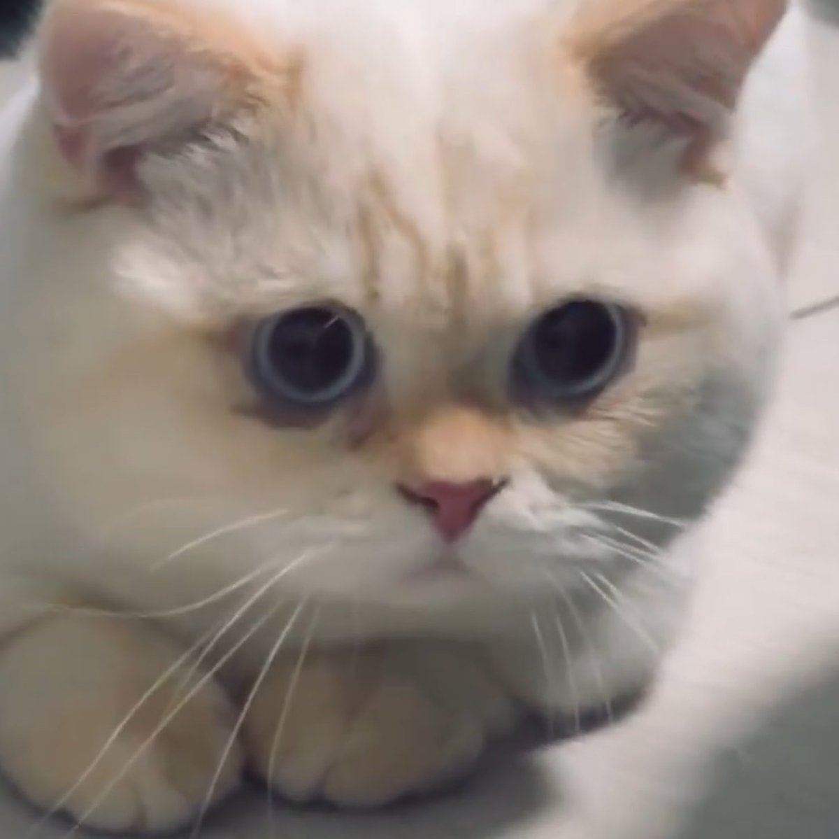 teddypumpki_n's tweet photo. เหมือนมอจิมากเลย 🥺🤲🏻🐈 https://t.co/izu0wBRvLo