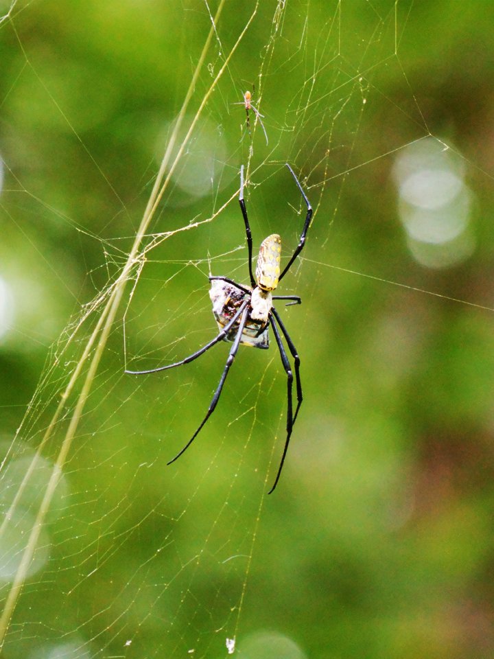 lauramynhier's tweet photo. #blogupdate My Best #Photos - September 2026 1 spider, 1 plant, and 1 squirrel  #linkinbio https://t.co/z3oFZMDJIq