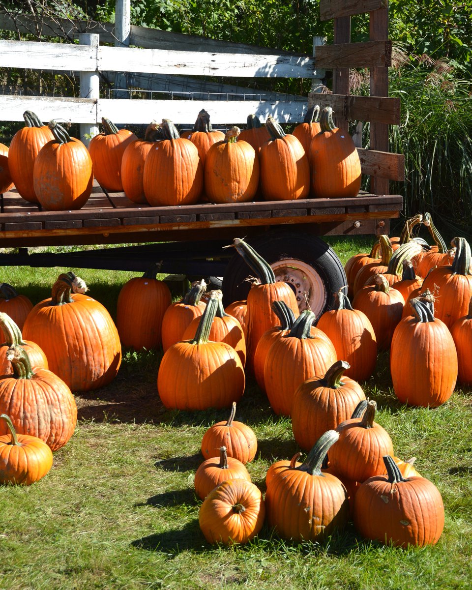 rochestercider's tweet photo. What Do You Look for in a Carving Pumpkin?
We have big pumpkins and small pumpkins, and rounds ones and oval ones. Some with long stems and some with thick stems. What makes it a perfect carving pumpkin for you and your family? 🎃
#RochesterCiderMill #Pumpkins #CarvingPumpkins https://t.co/Zzlq5eOyQ4