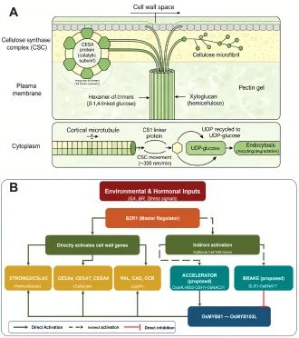 sci_plant's tweet photo. Integrative molecular mechanisms of lodging resistance in rice (Oryza sativa L.) culms: from DELLA–OsGSK2–BZR1 signaling to cell wall engineering and QTL-based breeding 

https://t.co/4JPEnSuf2L 
♻️ https://t.co/UzTVit2Ahi
