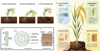 sci_plant's tweet photo. Integrative molecular mechanisms of lodging resistance in rice (Oryza sativa L.) culms: from DELLA–OsGSK2–BZR1 signaling to cell wall engineering and QTL-based breeding 

https://t.co/4JPEnSuf2L 
♻️ https://t.co/UzTVit2Ahi
