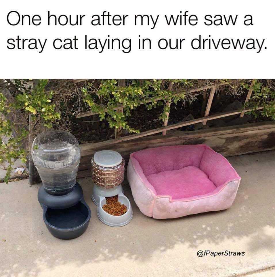 CatOwnersGlobal's tweet photo. Facts 👇😉 #Cats #Catlovers https://t.co/0ZxcjTXe4M