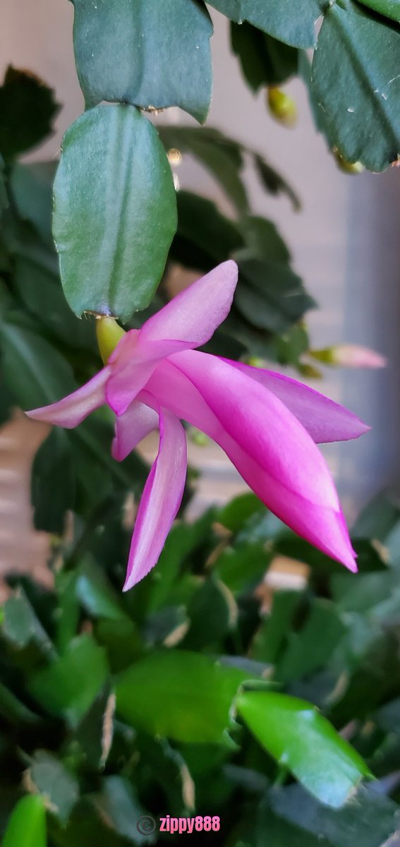 zzippy888's tweet photo. Happy Monday! π
#Thanksgivingcactus #flower #photography #myplant #bloomscrolling #FlowersonX
1st bloom of #Fall2026 https://t.co/QY5A2x84Ms