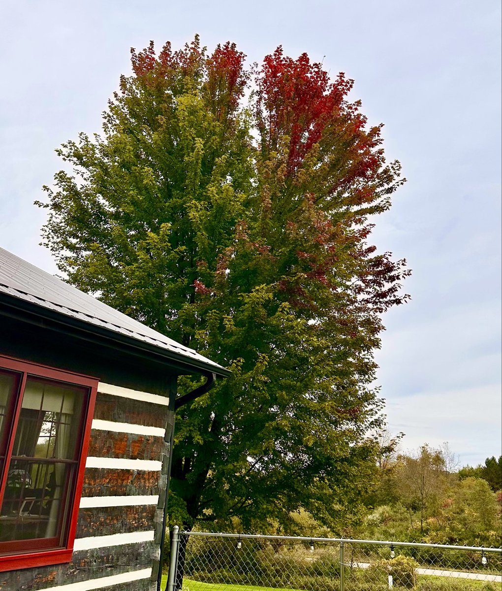 MocklerPack's tweet photo. @MattBarrett59 Mine, too! Our maples are starting to change.🍁🍁 https://t.co/pj1MgurEzT