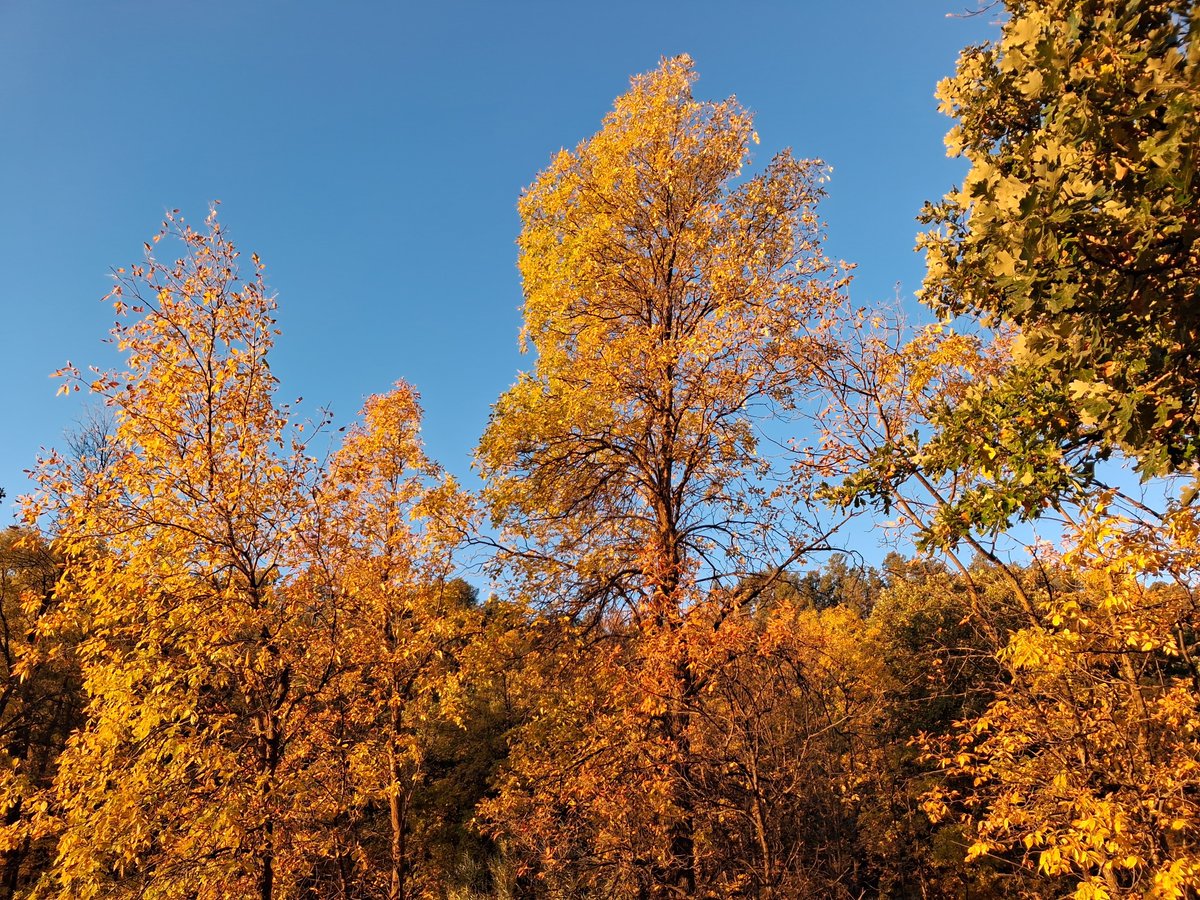 ChrisBarlo5s2f's tweet photo. Love fall weather and scenery! https://t.co/TJu7KltOaq