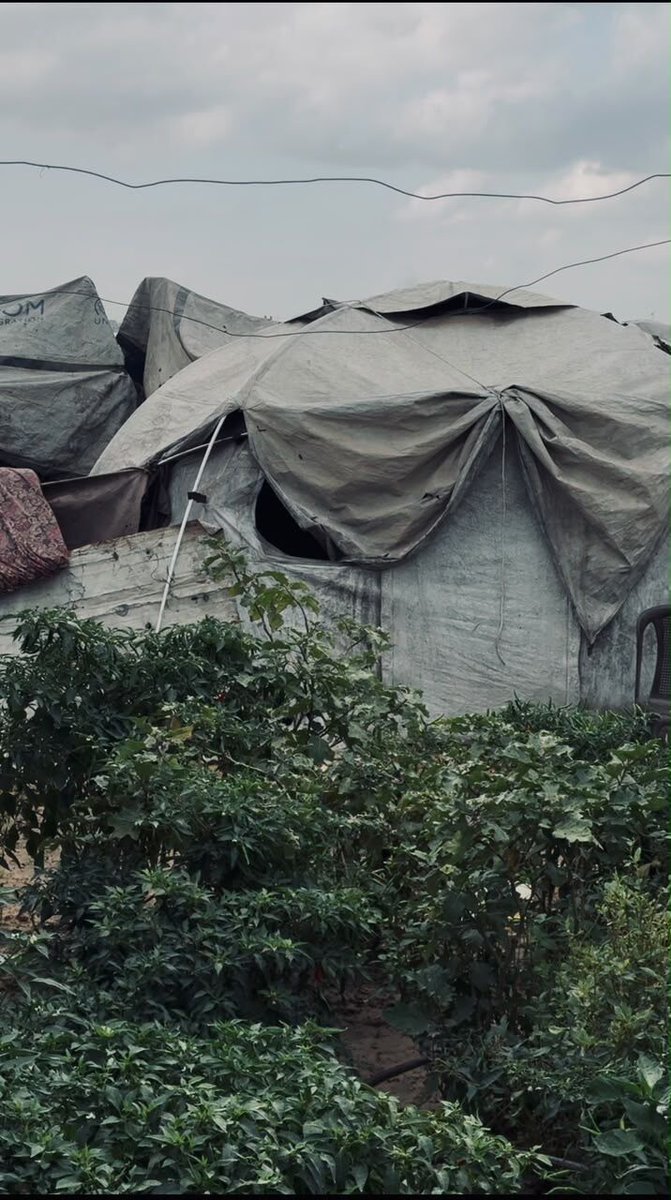 sameerproject's tweet photo. Winter is not an emergency we should prepare for after it becomes a catastrophe. Donate now: https://t.co/YR8kpxmtBQ

Tents that have endured years of displacement, rain and extreme summer heat are now torn, brittle and disintegrating. And 94% of Gaza’s population remains in urgent need of shelter and basic household assistance.

When temperatures drop, the elderly, children, the sick and injured will be the most vulnerable.

Help The Sameer Project prepare NOW. Tents. Tarps. Blankets. Protection before the storms come.

Winter is starting. We have to be ready. Contribute to our General Fund: https://t.co/YR8kpxmtBQ

Other ways to donate include:
https://t.co/OmIU4SifDD (Paypal option, please make sure to add a message saying "GENERAL")
https://t.co/WNZu0ERJci (Venmo option, please make sure to add a message saying "GENERAL")