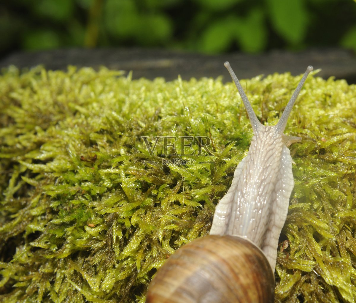 rezendeemillyy's tweet photo. The sharp mountain ridge’s rise makes me势晕，walking the winding path, I see a tiny snail crawl on the moss. https://t.co/AdtlcYNmzo