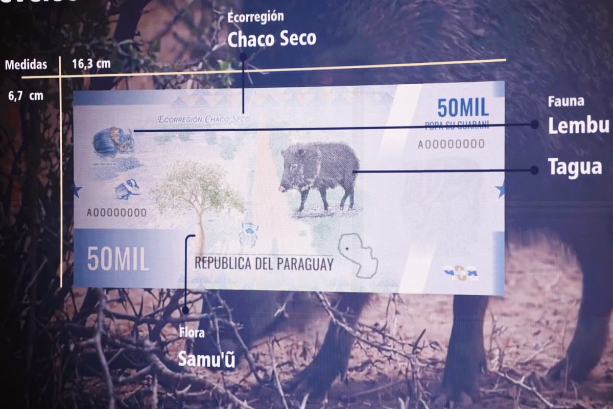 MTESS_PY's tweet photo. #Lanzamiento| Paraguay 🇵🇾presenta una nueva familia de billetes del guaraní

La ministra de Trabajo, @monicarecalded, participó este lunes del acto de presentación de la Nueva Familia de Billetes del Paraguay, realizado por el Banco Central del Paraguay (@BCP_PY), en coincidencia con el 83.º aniversario de la creación del guaraní como moneda nacional. El acto contó con la participación del presidente de la República, @SantiPenap.

La nueva familia comprende las denominaciones de G. 2.000, G. 5.000, G. 10.000, G. 20.000, G. 50.000 y G. 100.000, incorporando renovados diseños y mayores elementos de seguridad, además de características que facilitarán la identificación de las distintas denominaciones por parte de personas con discapacidad visual.

Los nuevos diseños ponen en valor la historia, la identidad, el patrimonio natural y la biodiversidad del Paraguay, conjugando innovación, seguridad y elementos representativos de nuestro país.

La presentación constituye la primera renovación integral del diseño y las características de los billetes del guaraní en más de seis décadas. Los billetes actualmente en circulación mantendrán su validez y convivirán con la nueva familia durante el proceso de incorporación gradual de los nuevos ejemplares.