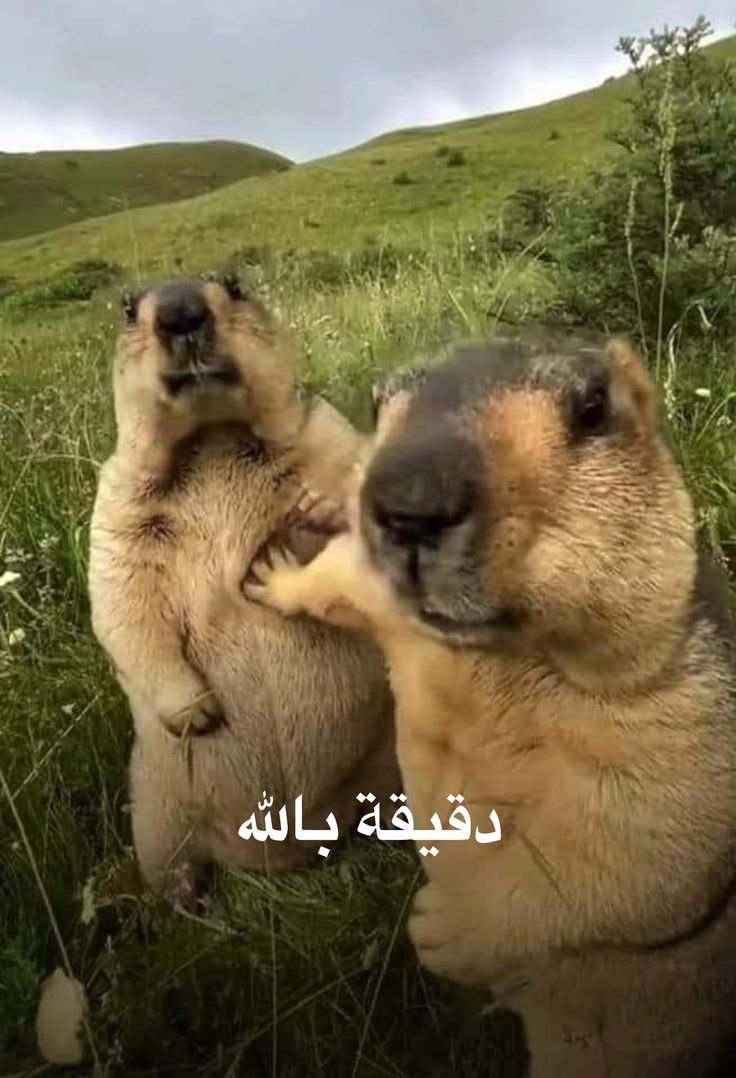 M__yaqoub's tweet photo. @AImodrj كل ذا تلميح علشان ينزل النصيري اساسي صح ؟ https://t.co/5dXGBOKyOR