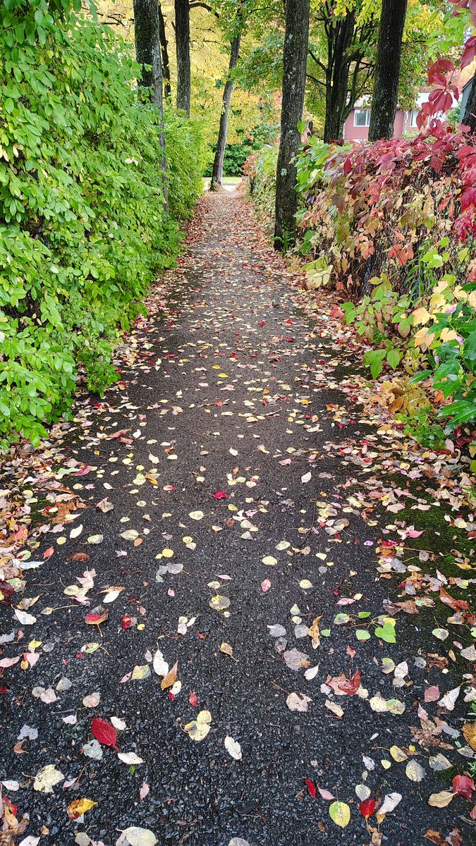 manialolita's tweet photo. #Automne2026💛🧡❤️
#Quebec
je t'aime ⚜️ https://t.co/Fe10uVc2xi