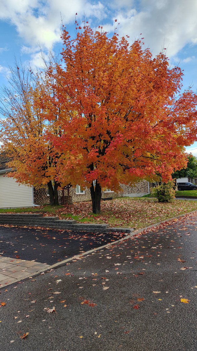 manialolita's tweet photo. #Automne2026💛🧡❤️
#Quebec
je t'aime ⚜️ https://t.co/Fe10uVc2xi