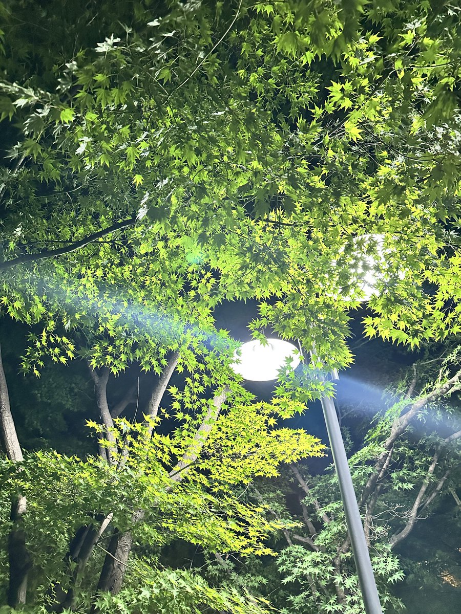 saltvibe's tweet photo. Tối rồi, ngủ ngon ae

Nay ai cũng flop, nản thật

Nhưng đèn đường vẫn sáng, lá vẫn xanh, X vẫn còn đó

Mai làm lại, giờ về ngủ 🌙 https://t.co/Hd5hXYCPIa