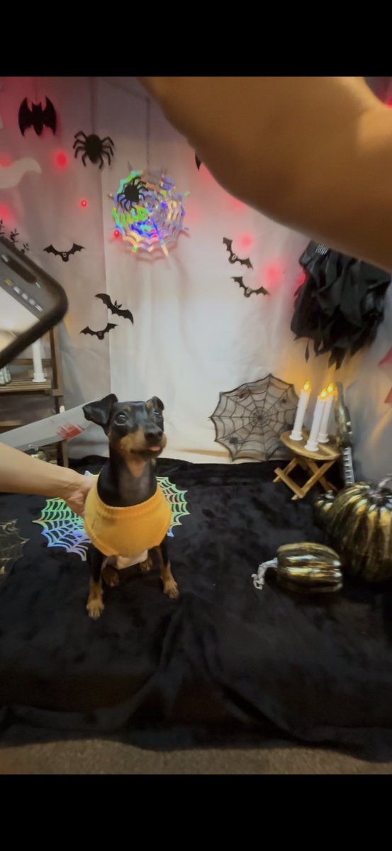 Tony_2402_'s tweet photo. ドックカフェにてハロウィン🎃 https://t.co/YkjaZKtfvz
