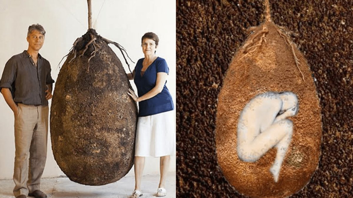 NightSkyToday's tweet photo. 🚨: The biodegradable burial pod turns your body into a tree.  

Once buried, the biodegradable plastic shell breaks down and the remains provide nutrients to a sapling planted right above it. https://t.co/EDBOIqIXld