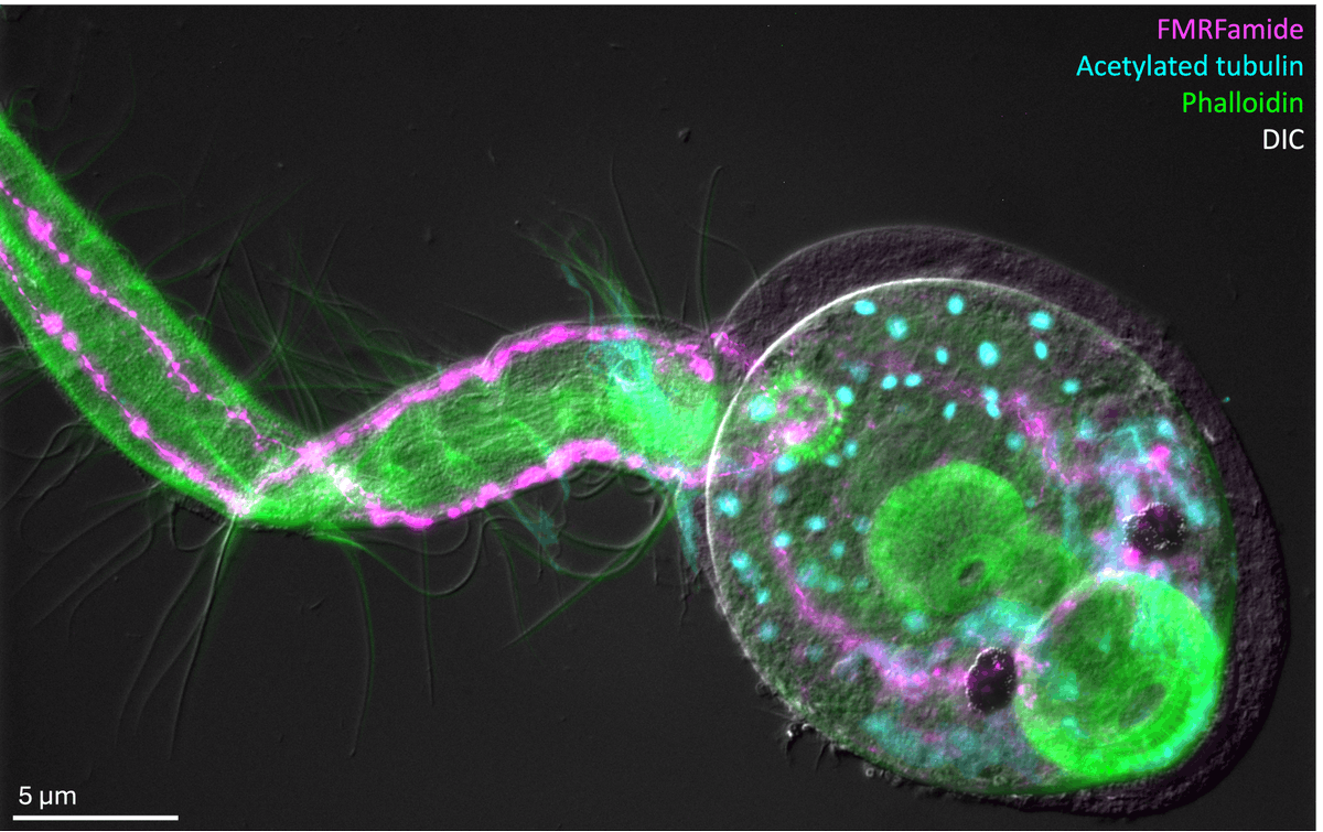 MBLScience tweet picture