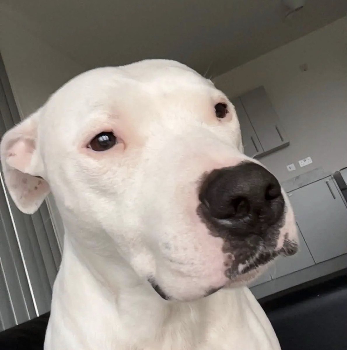 H2RScotland's tweet photo. Trixie is a 6 year old, Staffy X (White)
Through no fault of her own Trixie is looking for a new loving home. 
Sadly with a lot of soul searching her present owner has had to make the heart breaking decision to have to rehome Trixie due to personal reasons.
Trixie is a very loyal, loving girl who loves being spoilt and getting lots of cuddles, she loves any kind of attention she enjoys being all cosy and snuggling up with you. 
She loves meeting people and loves attention from anyone. 
She is good around children, Trixie can be reactive sometimes with other dogs. Not happy around cats. Not good with the hoover. She would be best placed in her new home with no other animals.
Trixie is registered with the vet, microchipped, no medical issues, not on any medications, she is fit and healthy, weight 27kg. 
She is up to date with her vaccinations, she is due her yearly check up on the 28th November.
Trixie's diet - she eats wet and dry food, she’s on Forthglade wet and Hunters Club dry twice a day. She is very food motivated, and loves her treats.
Trixie likes playing in the garden, enjoys going for walks. 
She likes toys, her favourite is a ball, especially if it has a squeaker.
When going on walks can get a bit excited at first, can pull on her lead, however will settle down. She is not keen on dogs, she will walk past them fine, however she doesn’t like other dogs in her space and she will snap at them.
Trixie is good with commands. 
She can be left on her own. She travels well in the car, can become vocal. 
She sleeps in her own bed, unless she is sometimes allowed on the owners bed.
This beautiful girl is looking for her new human companion, to share lots of adventures, walks and all her love with.

If Trixie sounds like the dog for you email info@help2rehome.com for more information.