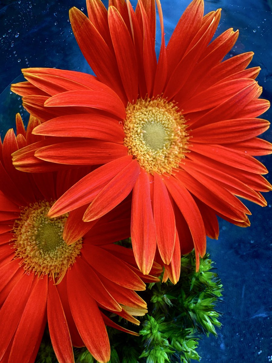 BisfMxt tweet picture