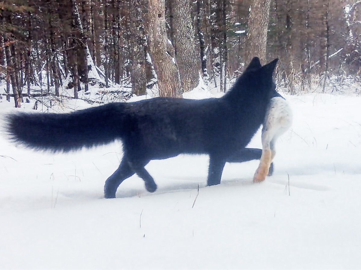VoyaWolfProject's tweet photo. Some of our favorite trail camera shots from this past winter (cams were out from late fall until early spring). https://t.co/Bi2uO0ummU