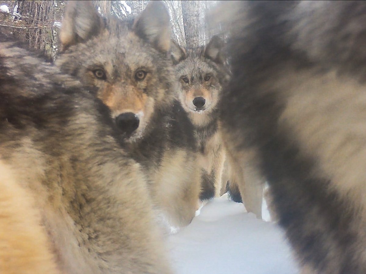 VoyaWolfProject's tweet photo. Some of our favorite trail camera shots from this past winter (cams were out from late fall until early spring). https://t.co/Bi2uO0ummU