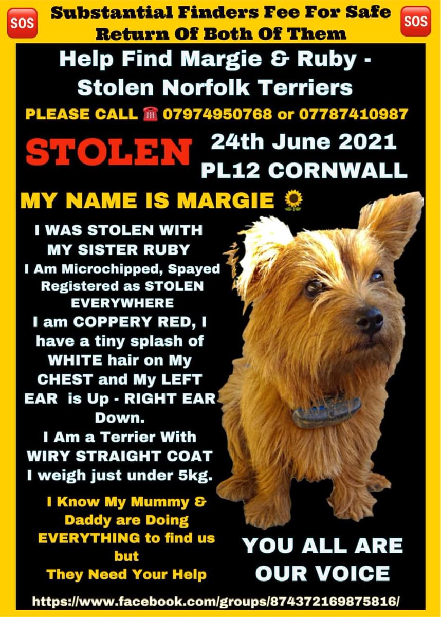 MissingPetsGB's tweet photo. Margie & Ruby's family have spent five years searching endlessly, endless hours, hundreds of pounds searching & searching & keeping faith someone will do the right thing & return them
MARGIE & RUBY
TWO RED LONG HAIRED NORFOLK TERRIERS STOLEN IN CORNWALL 2021
#MargieandRubyMonday https://t.co/0Y266q8fuE