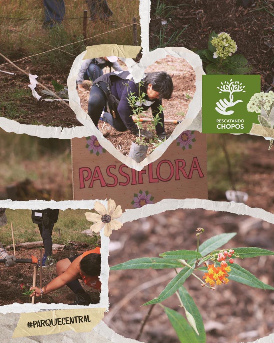 RescatandoChopo's tweet photo. 🌱 ¡Seguimos dando vida al Jardín Polinizador en el #ParqueCentral! 🌸
Plantamos especies nativas e implementamos un sistema de riego por capilaridad con mechas para mantener la humedad constante del suelo 💧✨.
#RescatandoChopos #CuautitlánIzcalli https://t.co/0TgafWnSPs