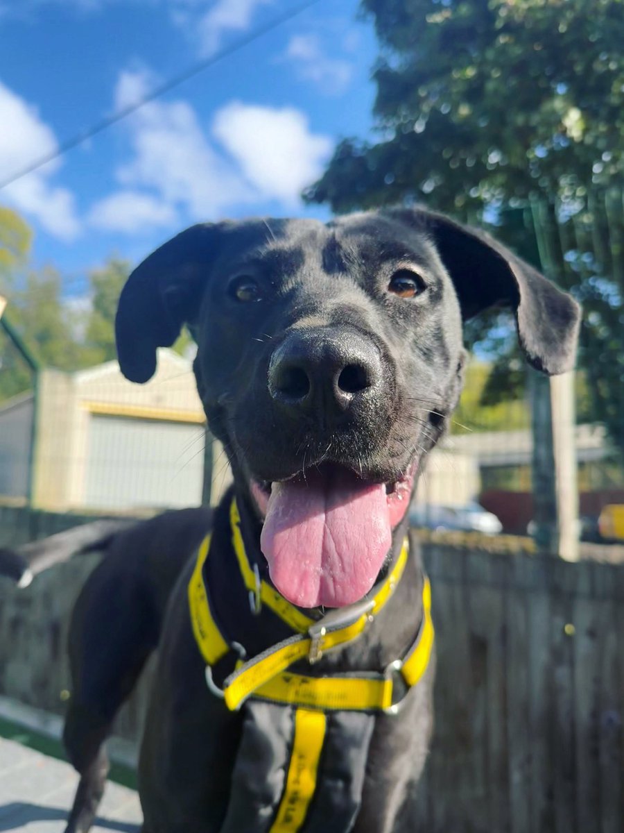 DT_Glasgow's tweet photo. Stormi by name, sweetheart by nature! 😍

This gorgeous girl would brighten up even the cloudiest day! At just 3 years old, she’s super playful and eager to learn AND she’s available to adopt! 🐾💖 https://t.co/DpzH6GA3Dv