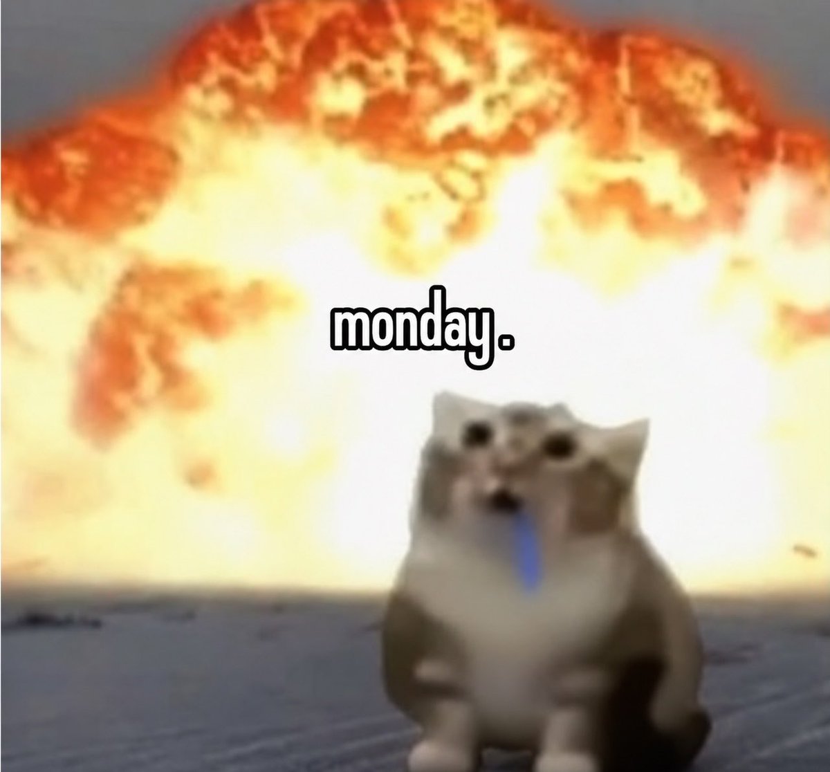 droolingcatCTO's tweet photo. https://t.co/EImXpgZEij