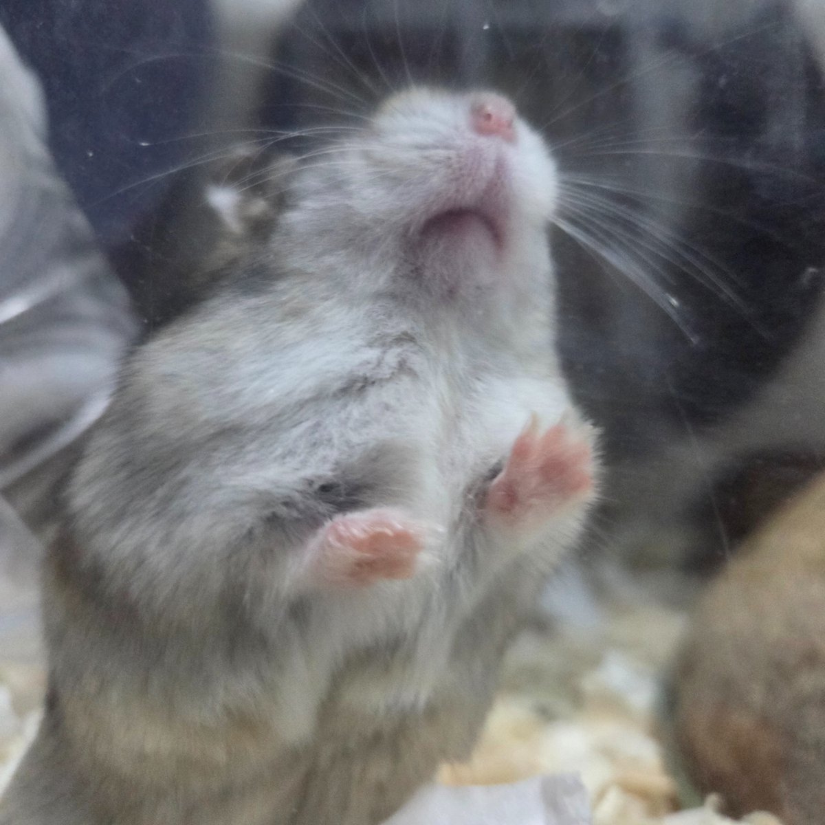 reallyhamham tweet picture