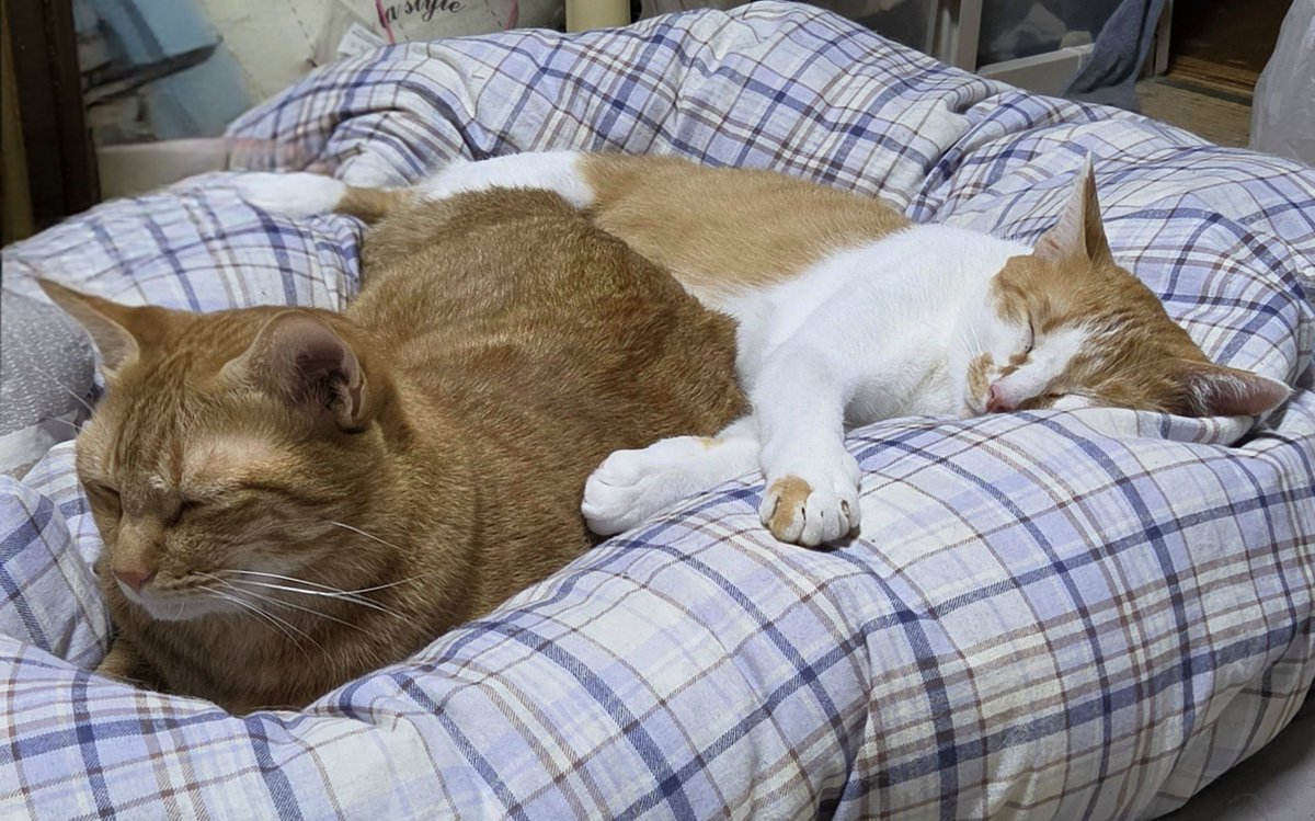 dolphinkicks's tweet photo. 一緒に寝るちゃとくん🐯とみかんくん🍊😴⁡
⁡ #ちゃとくん  #みかんくん  #ねこ  #ねこのいる生活  #猫
               https://t.co/RLMJY5Pw3L https://t.co/CHkAMsj271