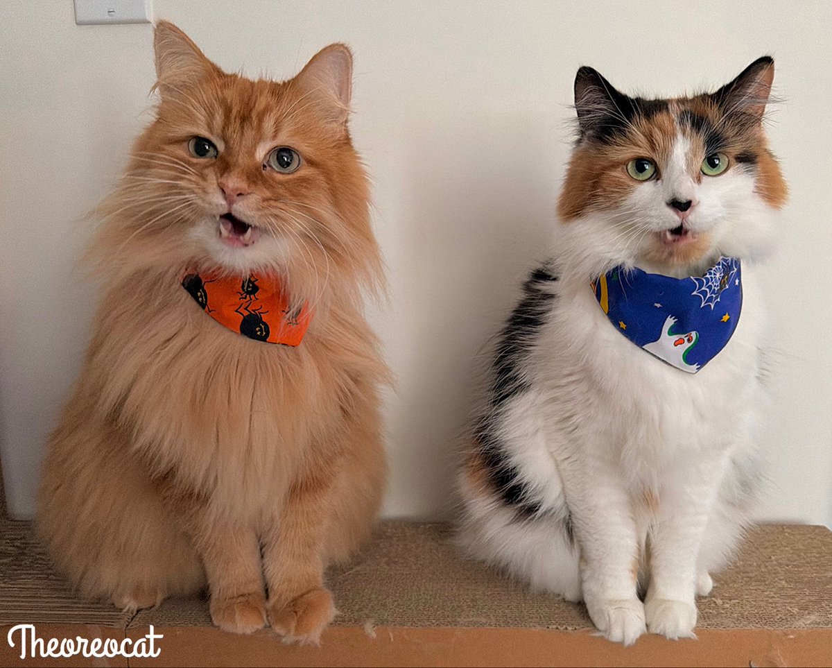 TheOreoCat's tweet photo. Guess who tooted. 🐈💨

#theoreocat https://t.co/wx2NabH0Q7