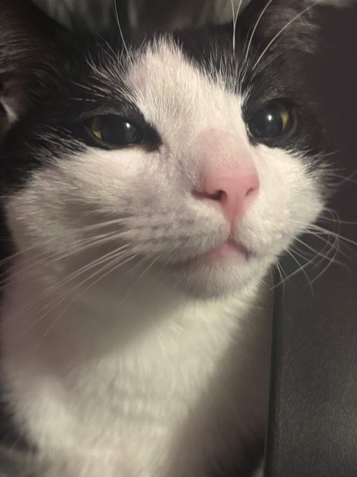 jossiebuns's tweet photo. Didn��t introduce you guys to my cat yet, this is Milo💕
#CatsOfTwitter #cats #CatsOfX #furbaby https://t.co/iKPS48SVOt