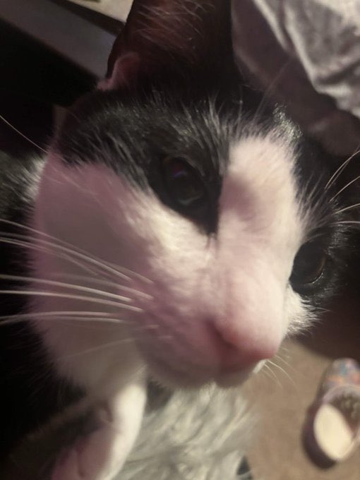 jossiebuns's tweet photo. Didn��t introduce you guys to my cat yet, this is Milo💕
#CatsOfTwitter #cats #CatsOfX #furbaby https://t.co/iKPS48SVOt