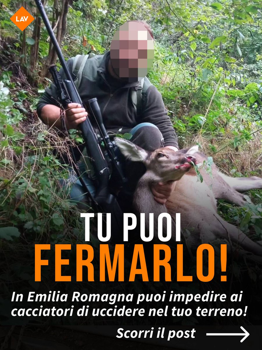 LAV_Italia's tweet photo. E se potessi fermare concretamente i fucili dei cacciatori? In Emilia-Romagna c’è una possibilità per sottrarre spazio alla caccia e proteggere gli animali. Una vera e propria obiezione di coscienza aperta tutti i giorni dell’anno! Se hai un terreno, scopri come fare richiesta👇 https://t.co/MeaRwQ2fth