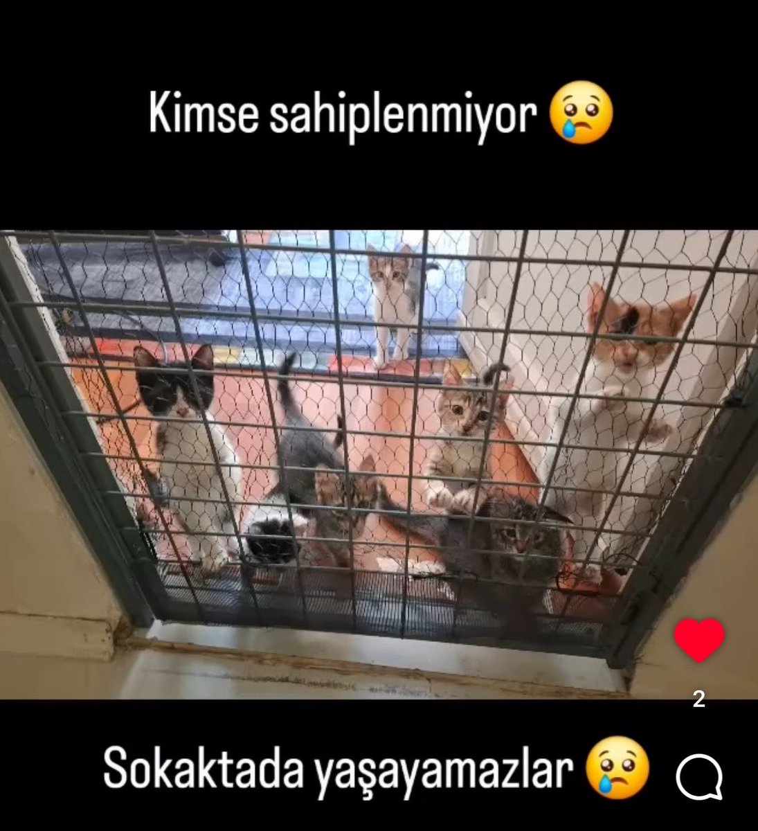 minnakmandalina's tweet photo. Hiç yuva çıkmamış maalesef hala yuva bekliyorlar🥹 https://t.co/xJi0PDMLPr