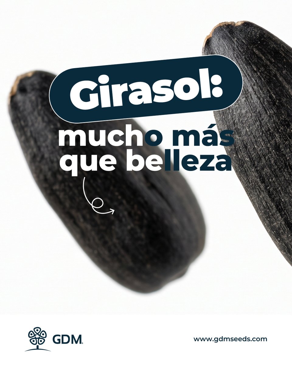GDMSeeds's tweet photo. El girasol conecta alimentación, salud y producción en una cadena que va mucho más allá del campo. 🌻

Más conocimiento. Más posibilidades para un cultivo que continúa evolucionando. https://t.co/YUmxMrIwvb