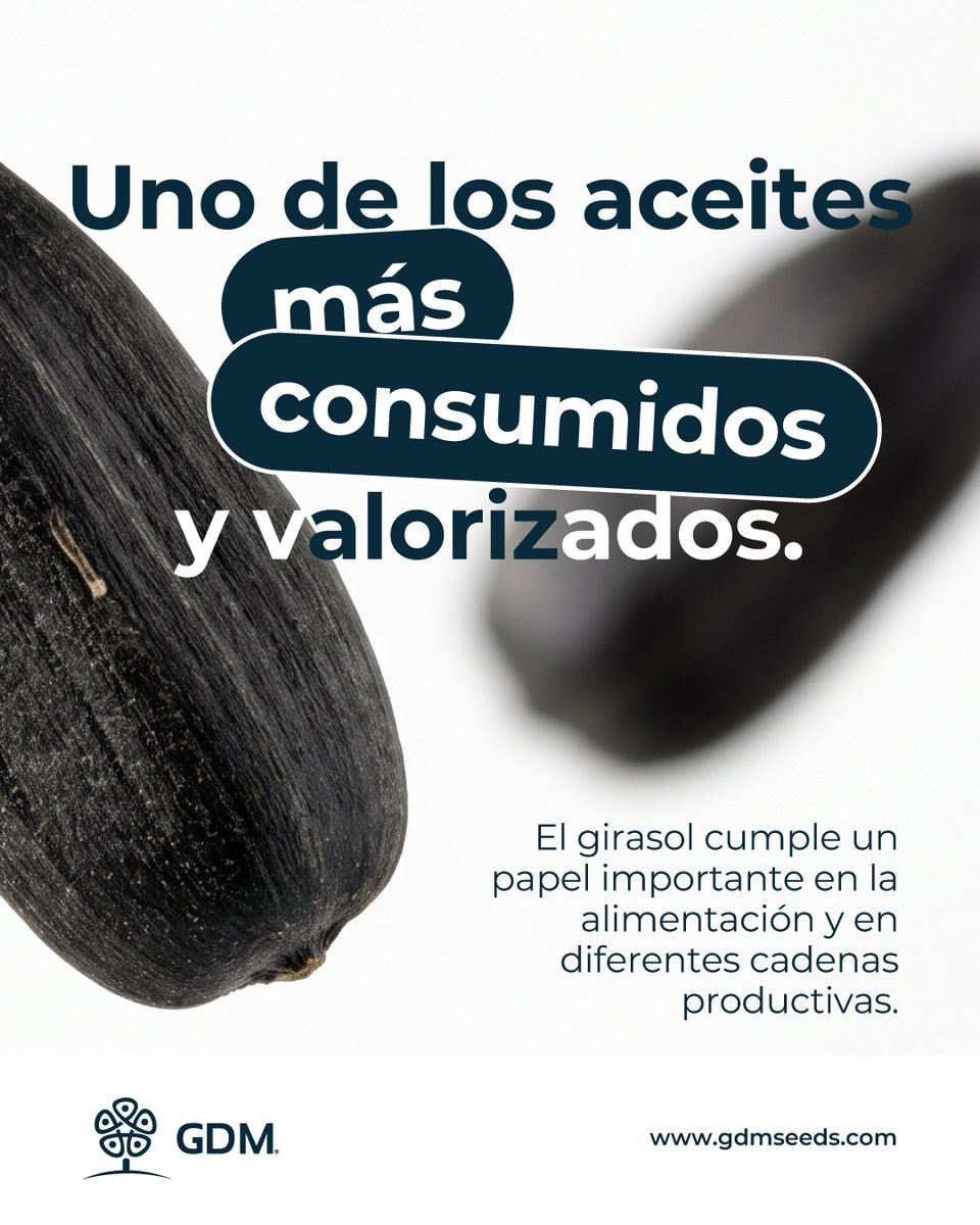 GDMSeeds's tweet photo. El girasol conecta alimentación, salud y producción en una cadena que va mucho más allá del campo. 🌻

Más conocimiento. Más posibilidades para un cultivo que continúa evolucionando. https://t.co/YUmxMrIwvb