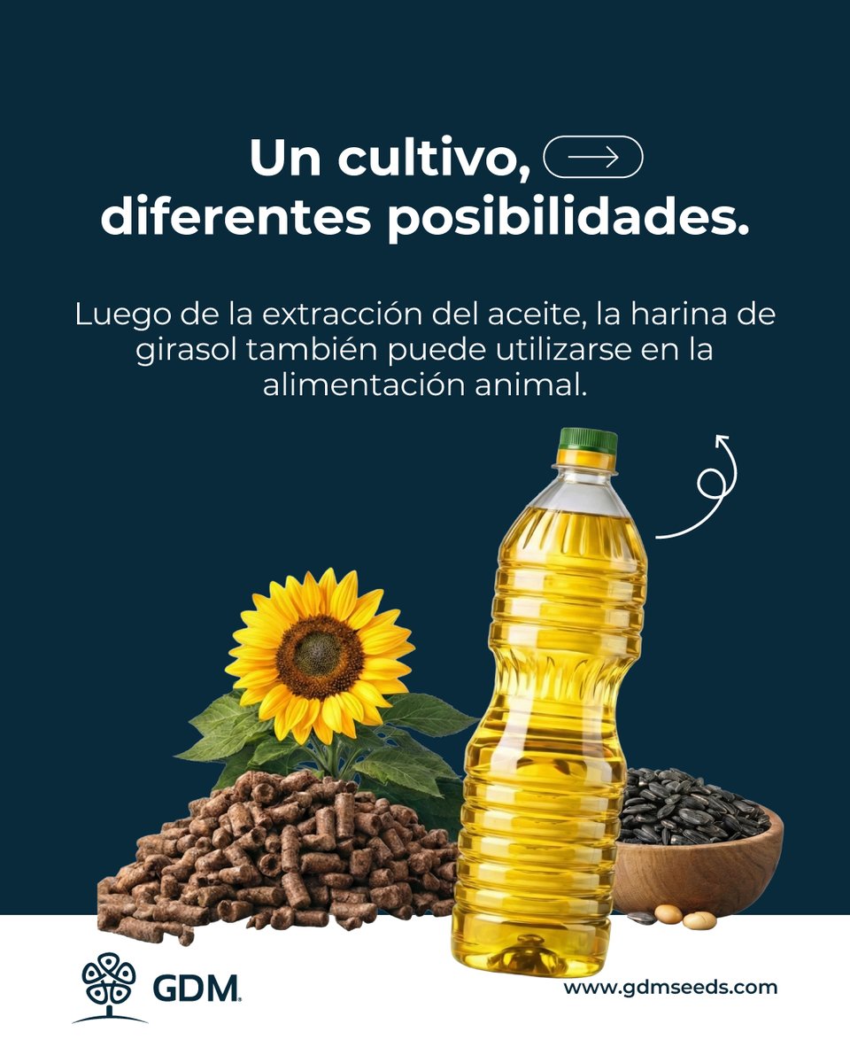GDMSeeds's tweet photo. El girasol conecta alimentación, salud y producción en una cadena que va mucho más allá del campo. 🌻

Más conocimiento. Más posibilidades para un cultivo que continúa evolucionando. https://t.co/YUmxMrIwvb