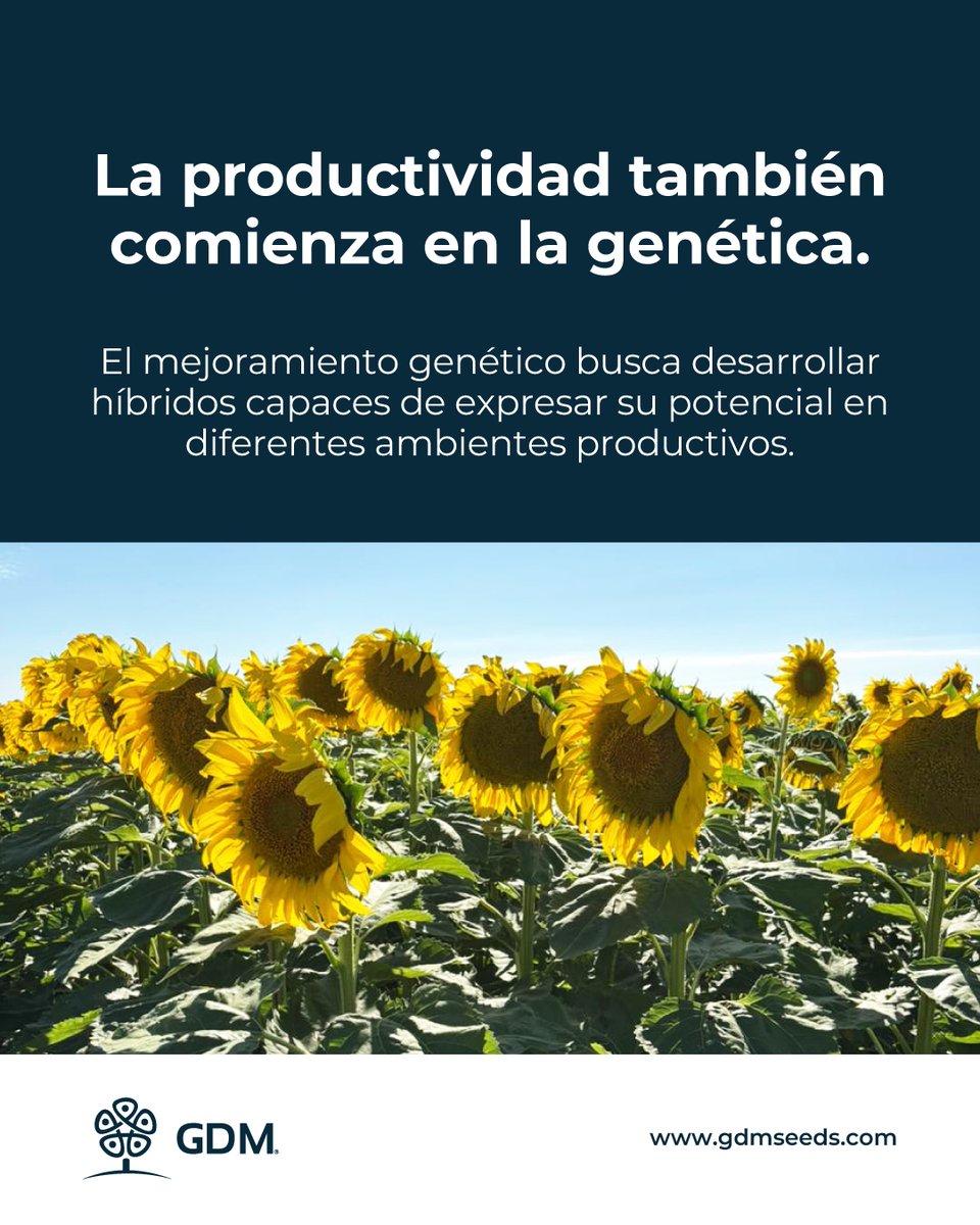GDMSeeds's tweet photo. El girasol conecta alimentación, salud y producción en una cadena que va mucho más allá del campo. 🌻

Más conocimiento. Más posibilidades para un cultivo que continúa evolucionando. https://t.co/YUmxMrIwvb