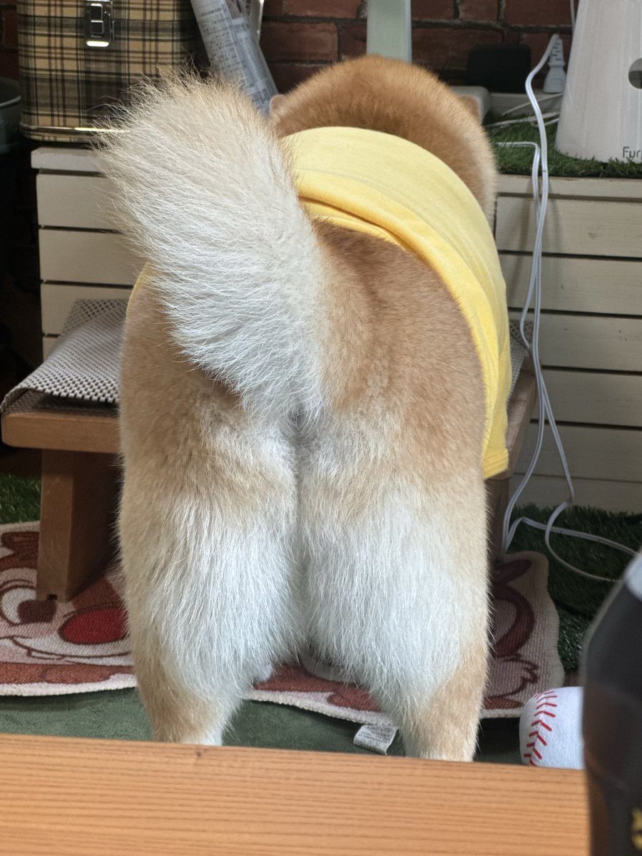 kogudon2990's tweet photo. 柴犬のお尻ってかわいない？
#おもちさんの日常 https://t.co/vz8dXj9tEw
