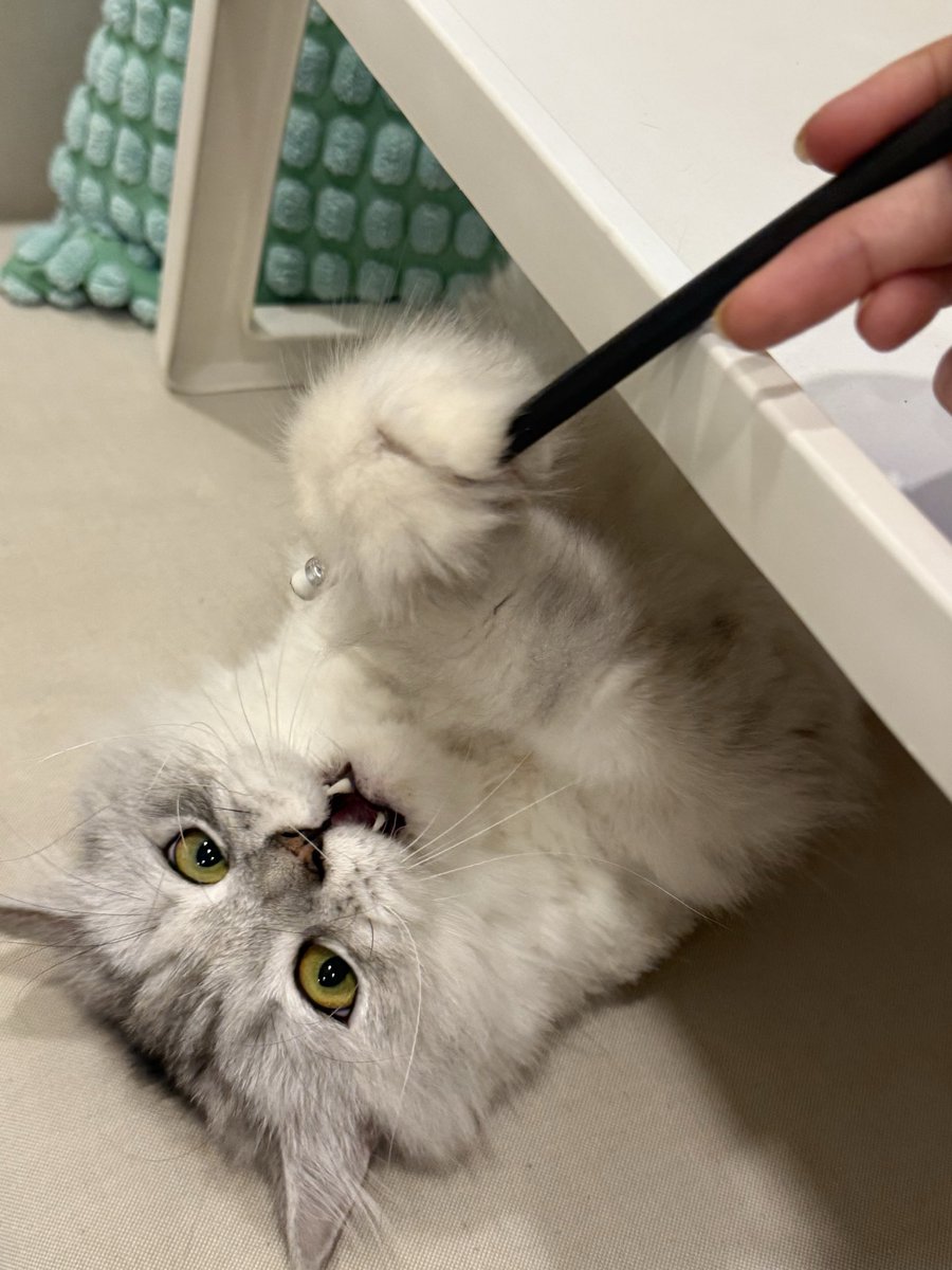 lar82002's tweet photo. قلبيي قلبي🤏🏼 https://t.co/6YNsiK3SPa