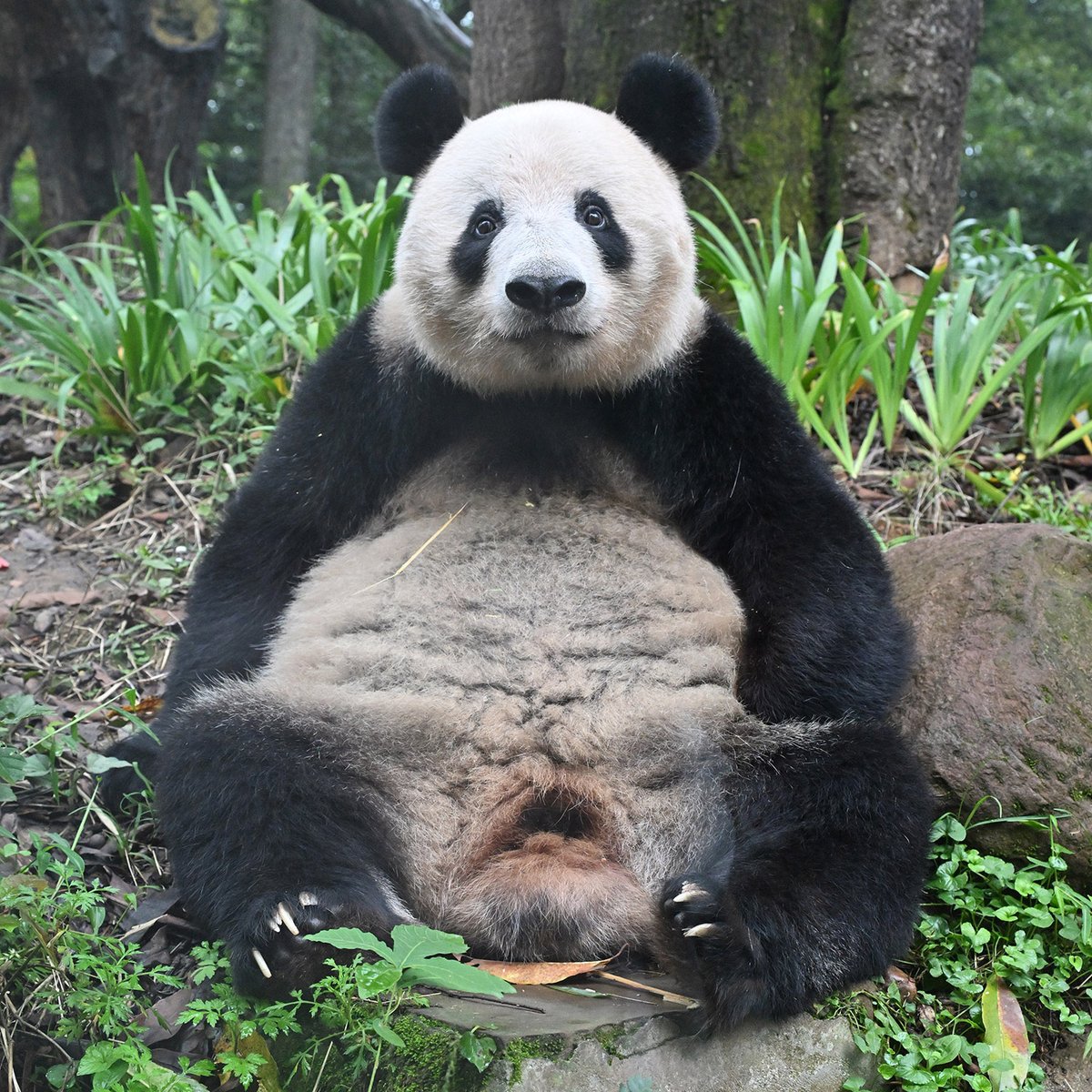mainichipanda's tweet photo. 今日のパンダ（4066日目）
今日のパンダは9:00からです。雅安碧峰峡パンダ基地3日目も雨の一日でした。（427枚）
https://t.co/cSGYejVZqF https://t.co/t6zXTzp4Qz