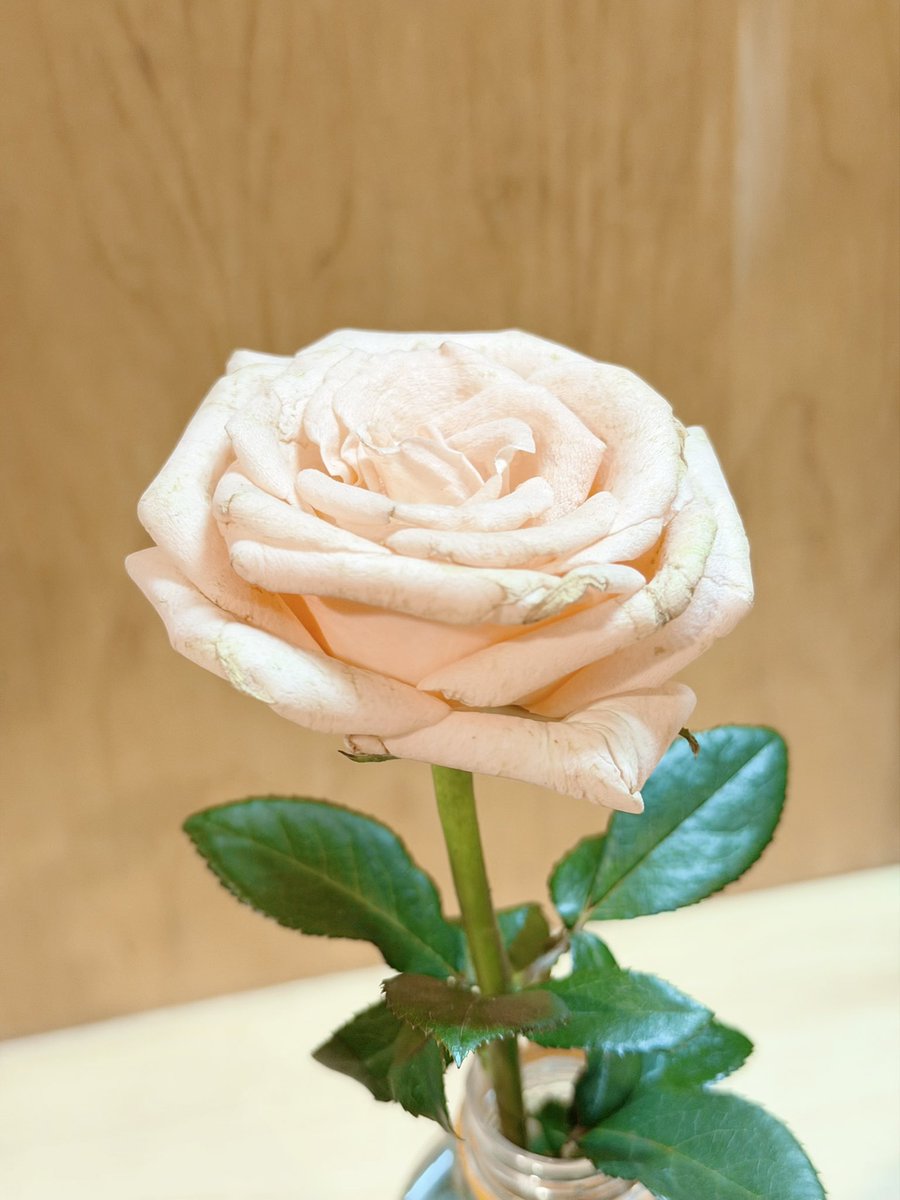 QM10738's tweet photo. กุหลาบที่ได้รับมาอย่างดี ตอนนี้เริ่มเหี่ยวแล้ว...
น่าเสียดายที่ไม่สามารถเก็บไว้ให้สวยเหมือนเดิมได้ตลอด แต่ความทรงจำที่ได้รับจากกุหลาบดอกนี้ยังคงอยู่เสมอนะ 🥹🌹
#26thBrightestForth
#fforthpcsp
@forthpcsp https://t.co/Nkma6mNuFA