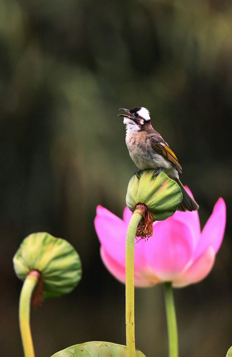 AnastasiaBtumr's tweet photo. [El sol de la maana abraza el balcón del parque donde un pájaro manso canta entre flores suaves.]， https://t.co/voOVeBiYyD