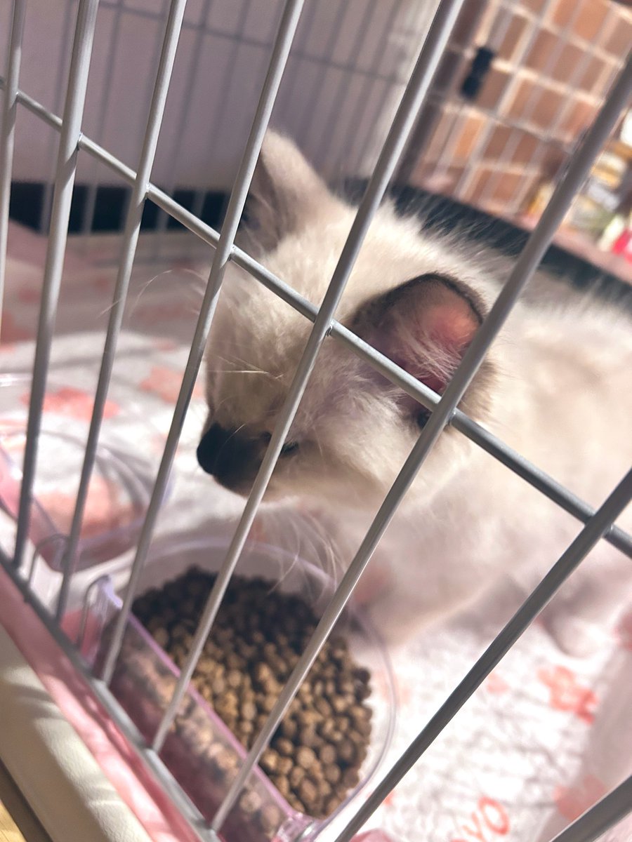 elsy_lucy's tweet photo. 友達の子猫に、甘えん坊されて、ミャアミャアされて、連れて帰りそうになった。 https://t.co/4kASe3Y1gx