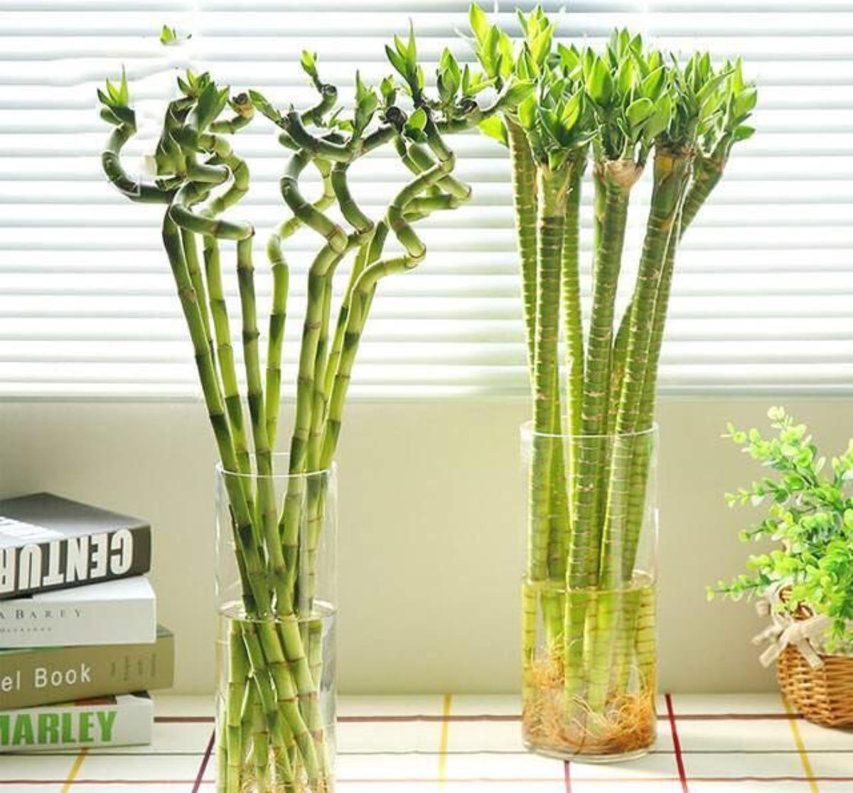 Marco70641297's tweet photo. [Need a boost for your plants Try this one-liquid fertilizer! I sincerely recommend it—your green buddies will love it!]， https://t.co/dMEVCJ8nvN