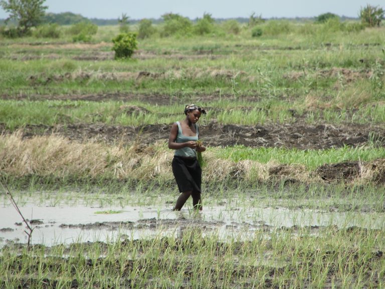 farmingfirst's tweet photo. A business starter kit helped Lilian Mwanga pay for equipment as she earned, not upfront. She now owns more land and mentors other women farmers in Kenya.

Learn from @IFDC experts how micro-finance is supporting women across Africa: https://t.co/R7SViKDylg https://t.co/aEuwuNw6ok