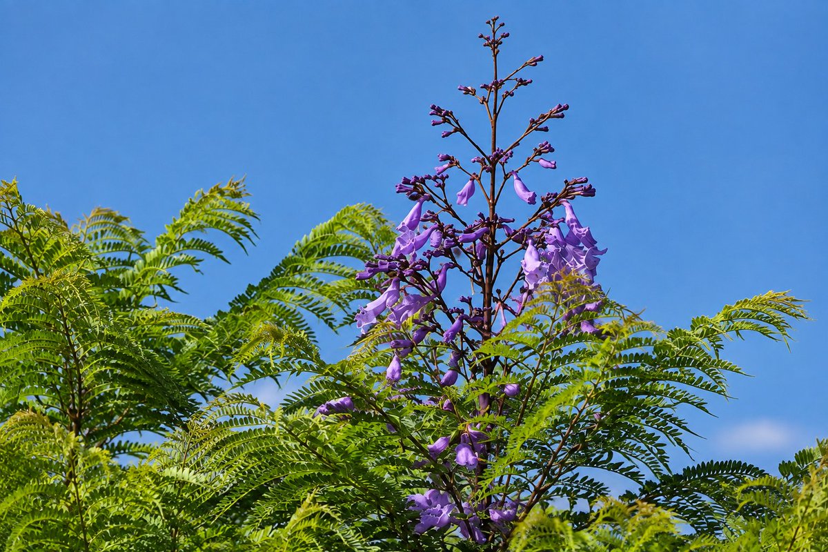 Havenlust's tweet photo. For five years, not a single flower.
Today, the tree answered. https://t.co/u9y5cDe5Fu
