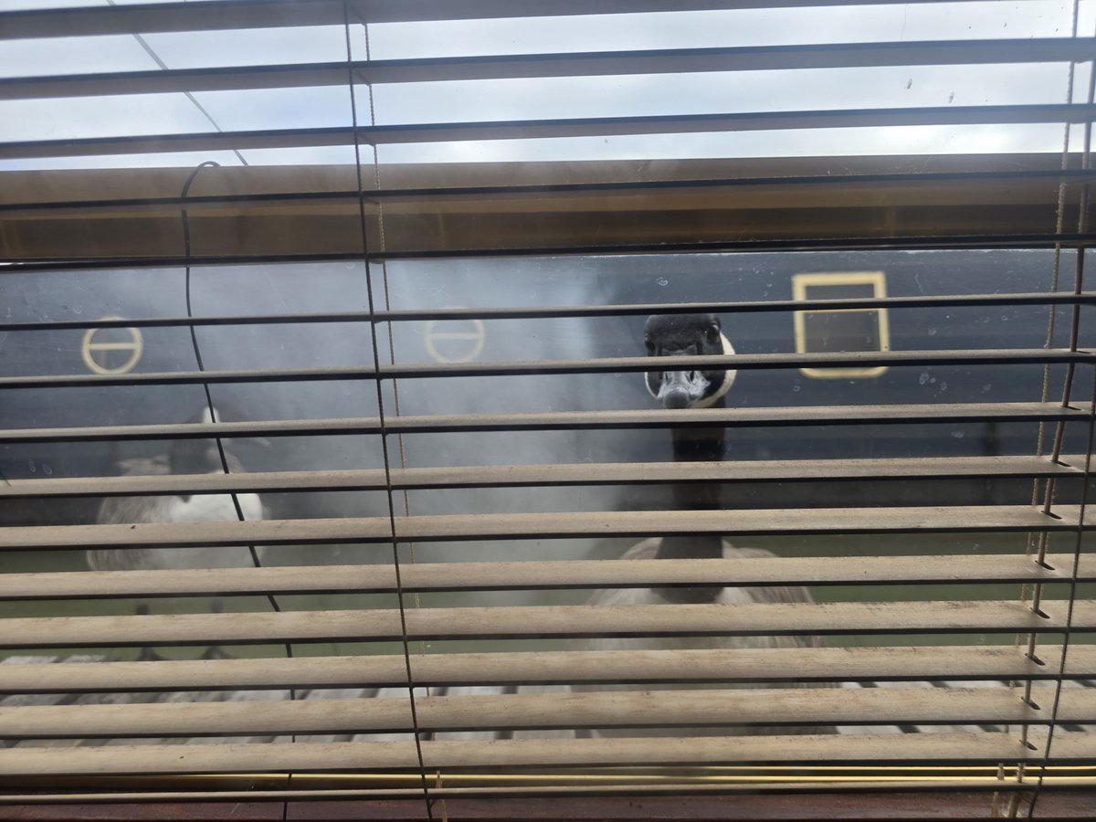 wayneDJC's tweet photo. Every Day , Afternoon and Evening lol knock knock knocking for bread ! https://t.co/ltkjSPdVRt